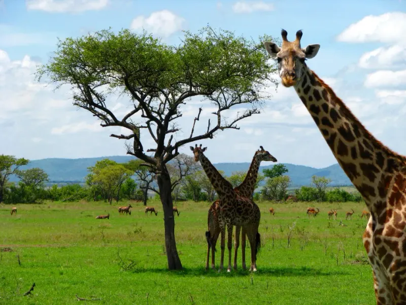 Giraffes and topi antelope grazing on the green African savanna beside an acacia tree on safari — Suncoast Travel active and adventure travel, from safari and wildlife trips to expedition cruising and eco-adventures